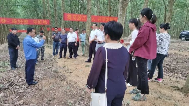 天下割胶冠军张健给各单位学员做标准化胶园建设及割胶手艺的履历先容。。。。。。.jpg